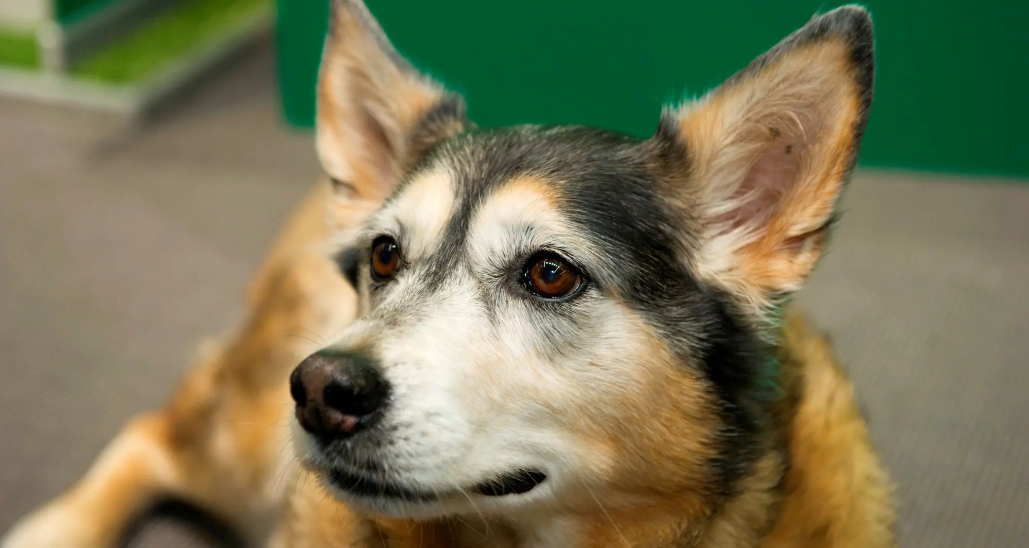 Liegender Hund
