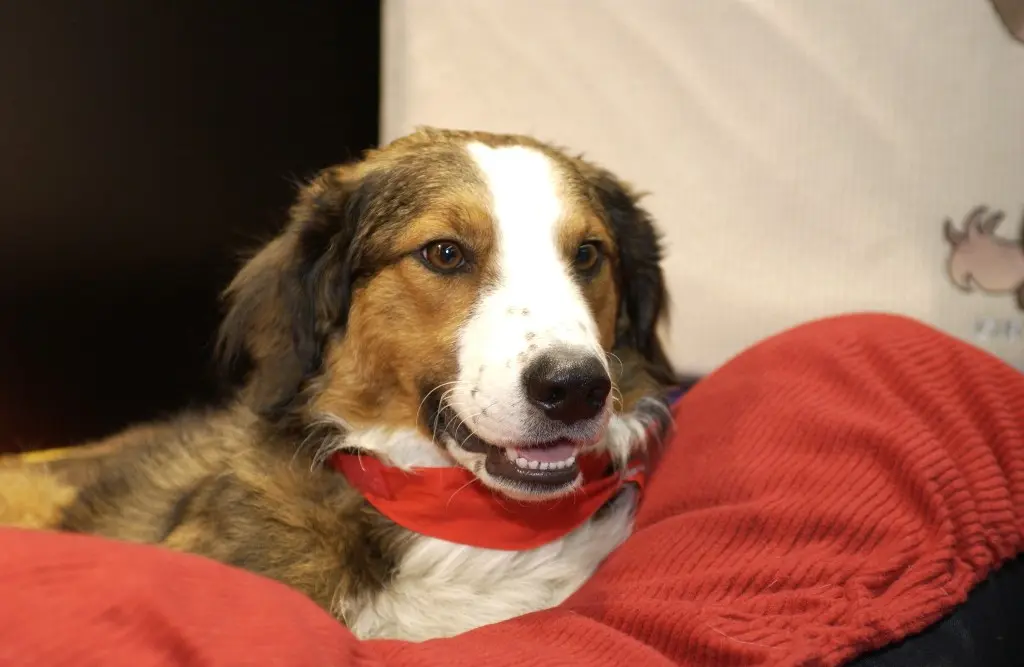 Hund liegt auf einer Decke