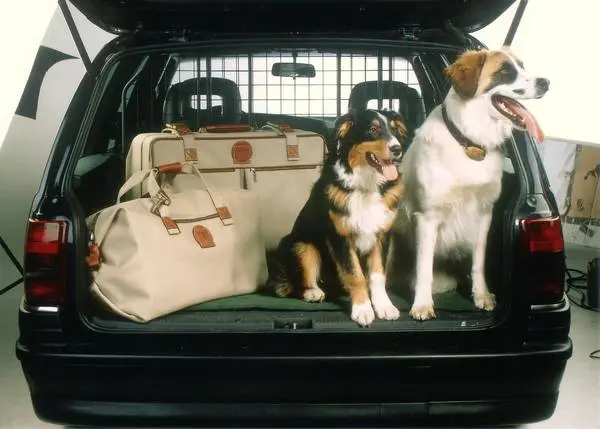 Zwei Hunde im Kofferraum 