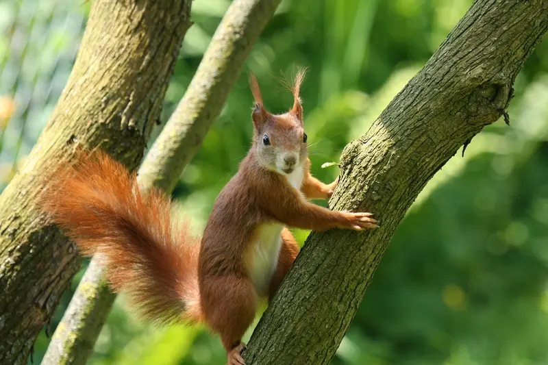 Eichhörnchen ist Gartentier des Jahres