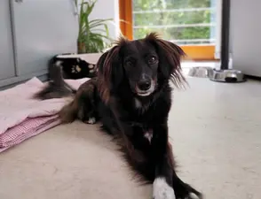 Aktionstag „Kollege Hund“ startet wieder