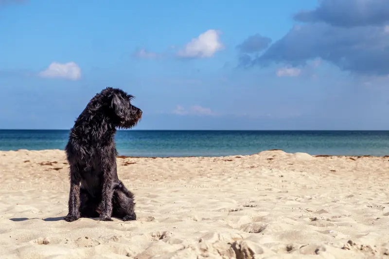 So bleibt der Hundemagen im Sommer entspannt