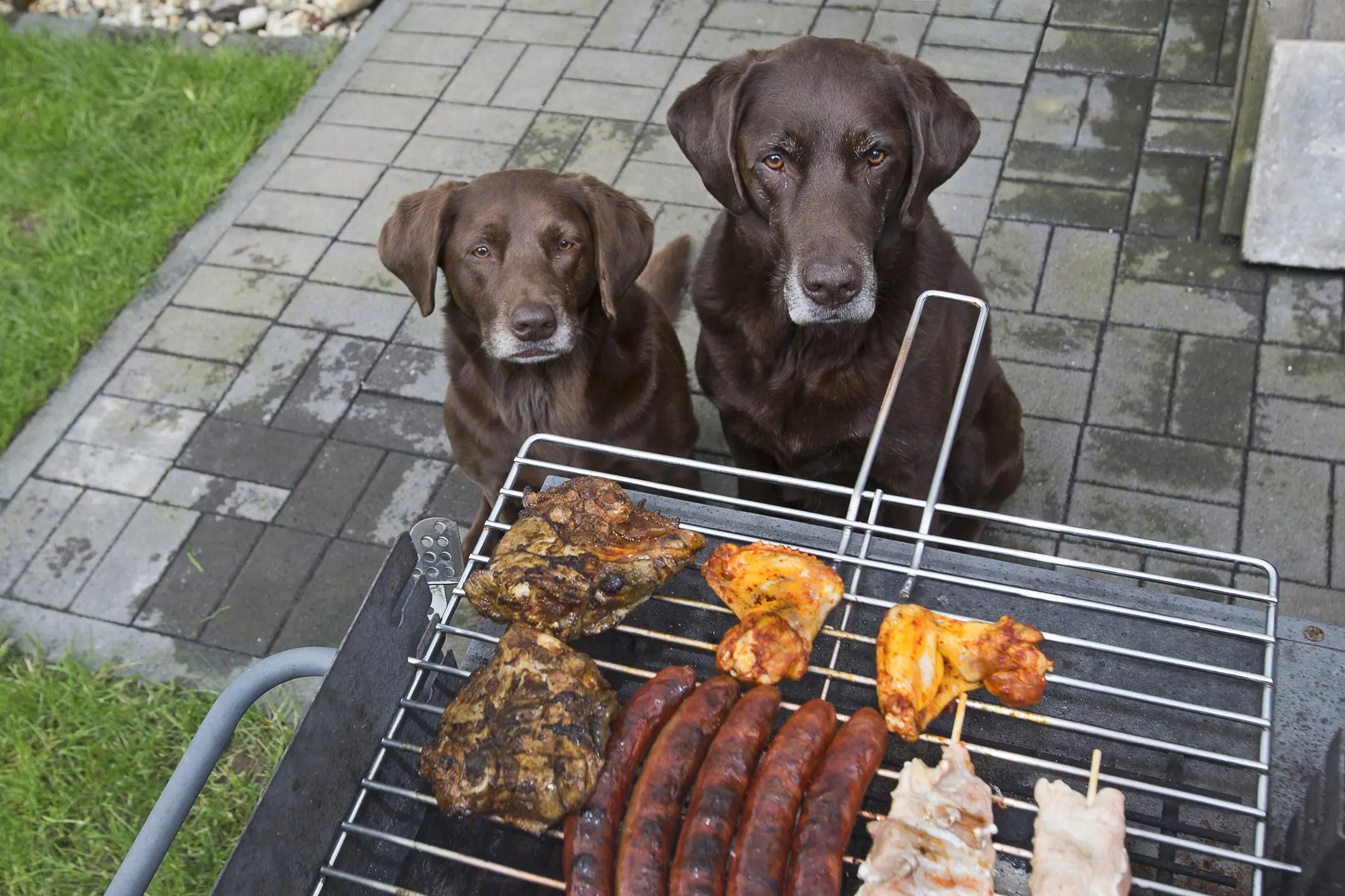 Zwei Hunde vor einem Grill