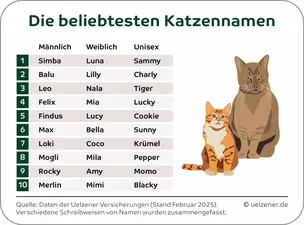 Beliebteste Katzennamen in Deutschland