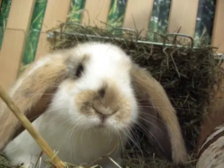 Mädchen mit Zwergkaninchen