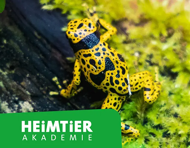 Neuer Onlinekurs „Pfeilgiftfrosch“
