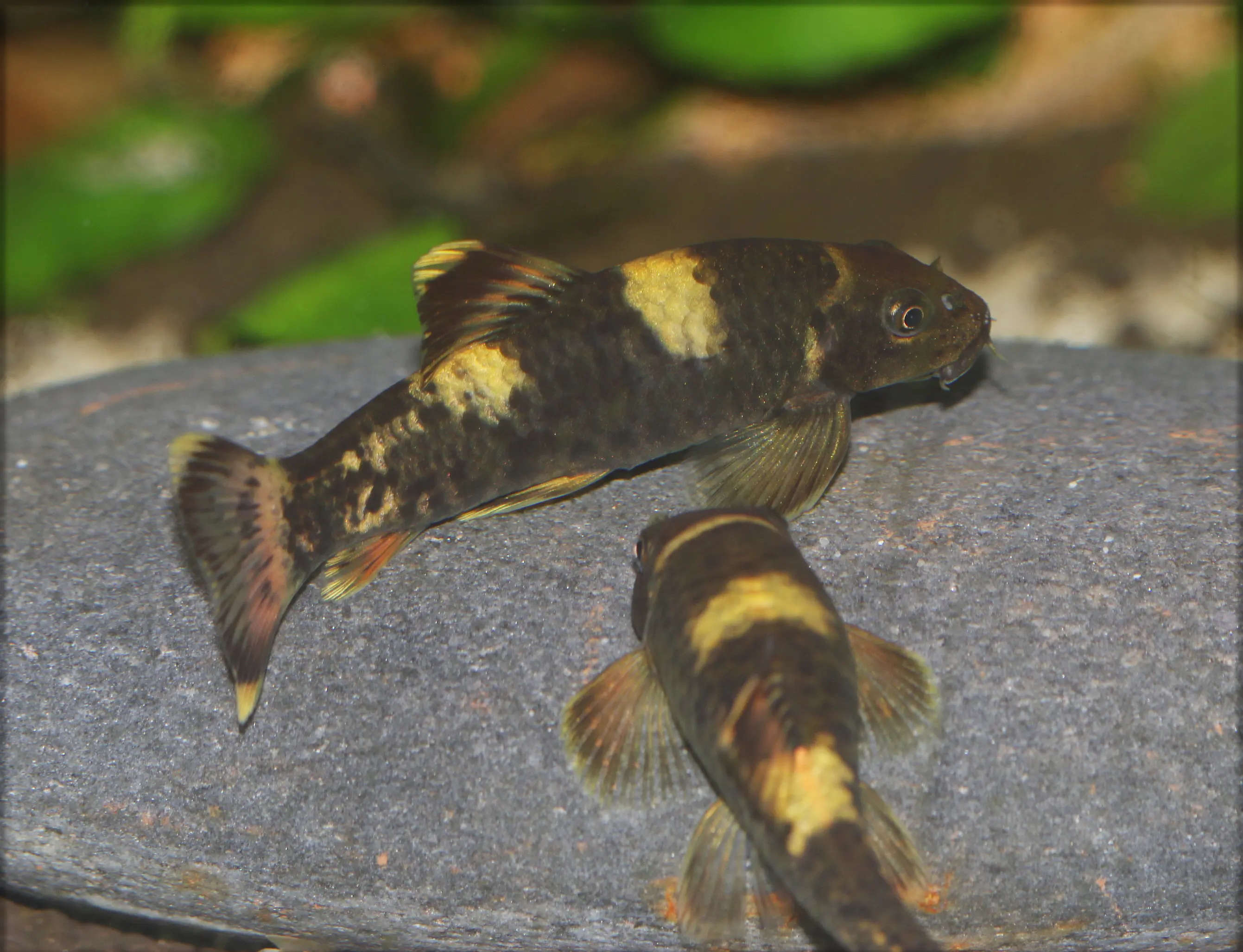 Effektive Algenfresser