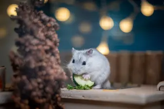Anmeldung zur IHK-Prüfung im Oktober