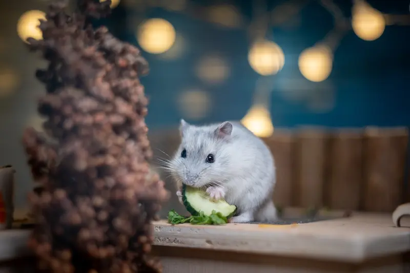Anmeldung zur IHK-Prüfung im Oktober