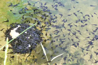 Welche Kaulquappe schwimmt denn da?