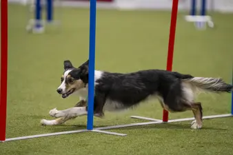 Shopping, Shows und Hundesport