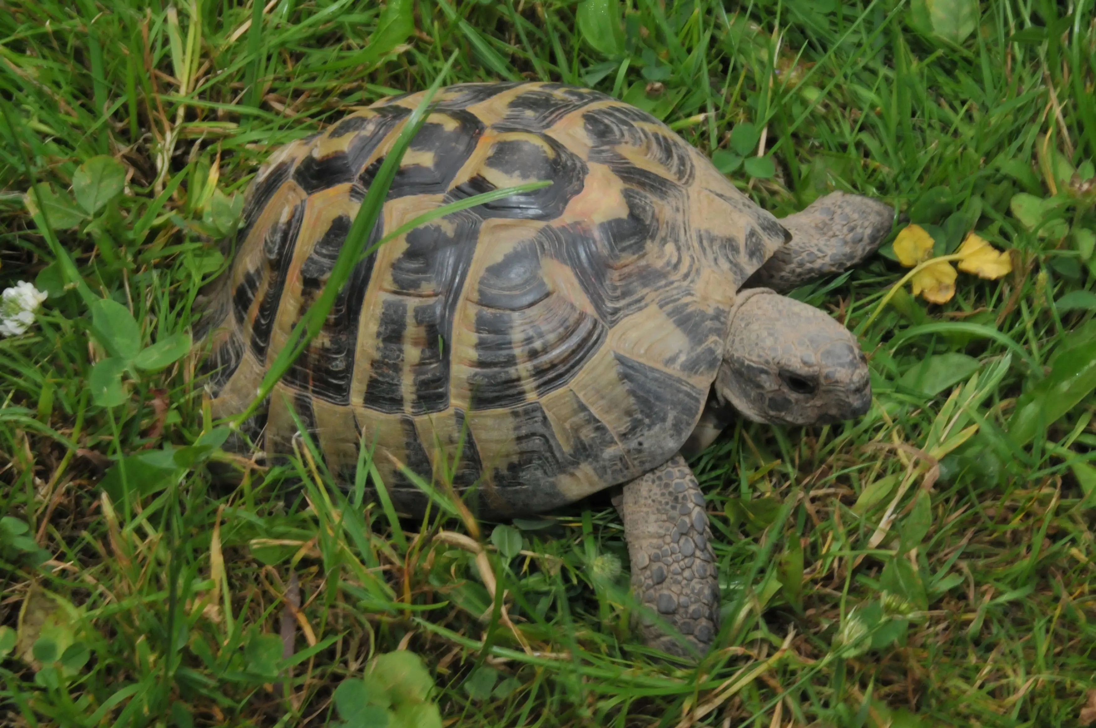 Landschildkröten im Gras.