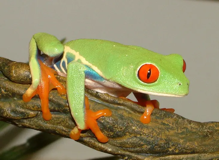 Frösche im Terrarium: Diese Arten eignen sich