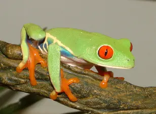 Frösche im Terrarium: Diese Arten eignen sich