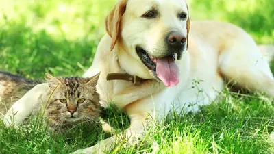 EU-Parlament verabschiedet Verordnung zu Hunden und Katzen