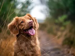 Fressnapf kooperiert mit Agila