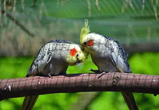 Generation Ziervogel