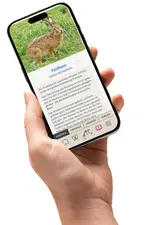 Neue App hilft bei Fund eines Wildtieres