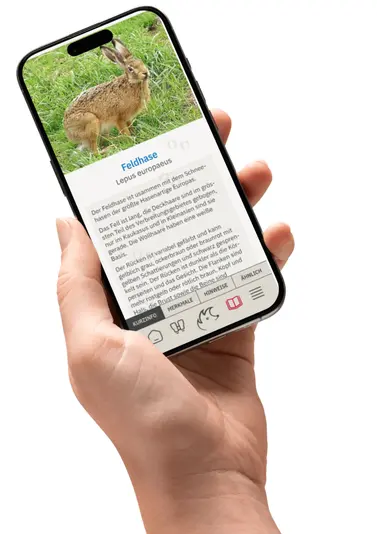 Neue App hilft bei Fund eines Wildtieres