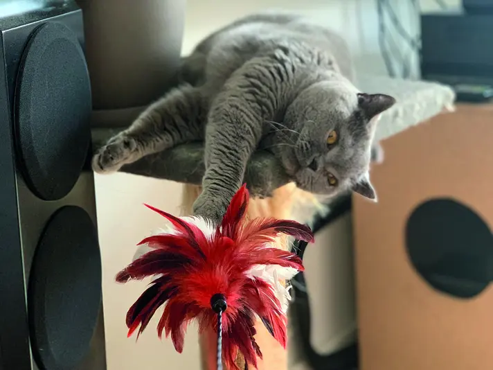 Jede Katze spielt anders