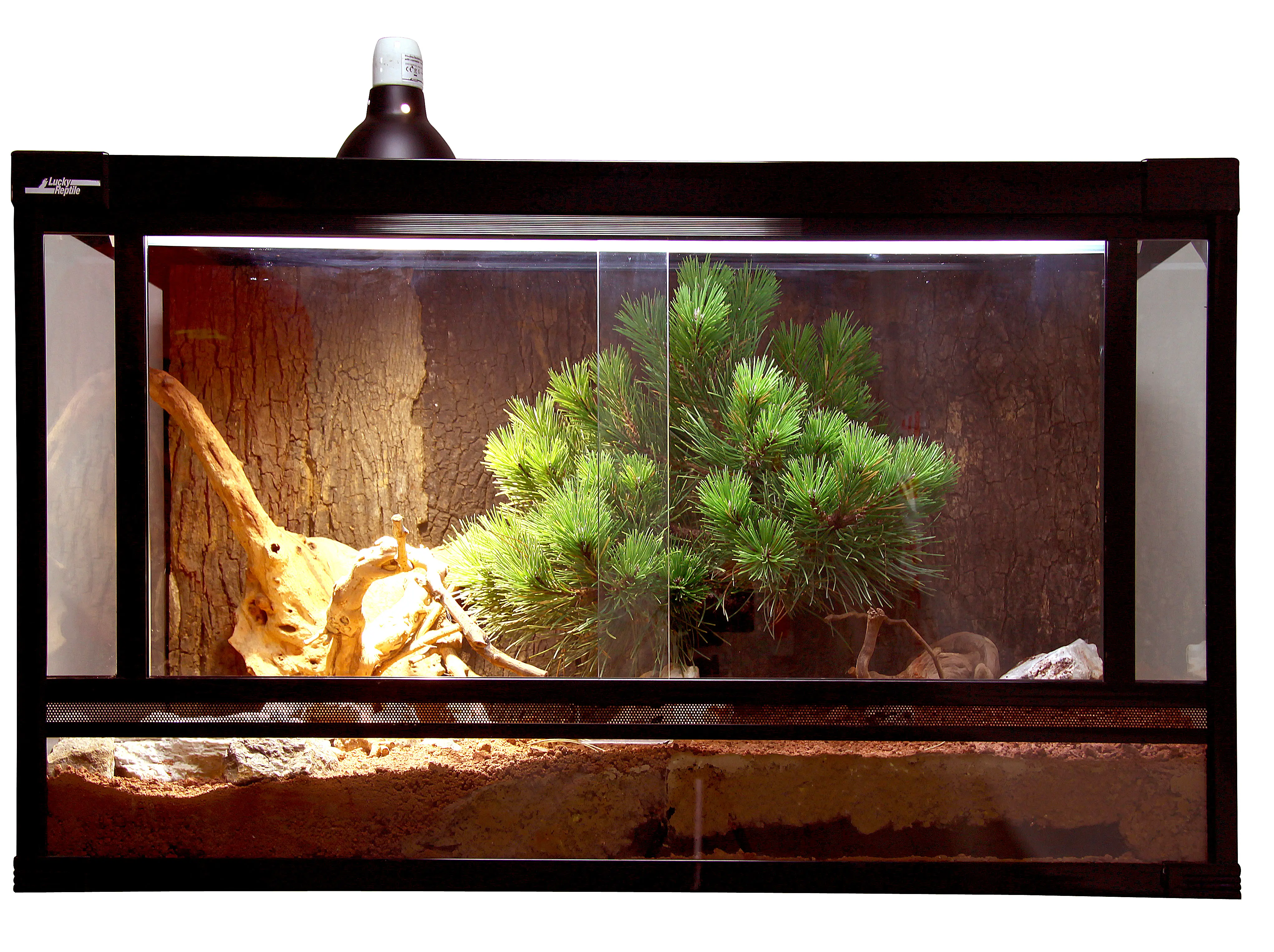 Beleuchtung im Terrarium