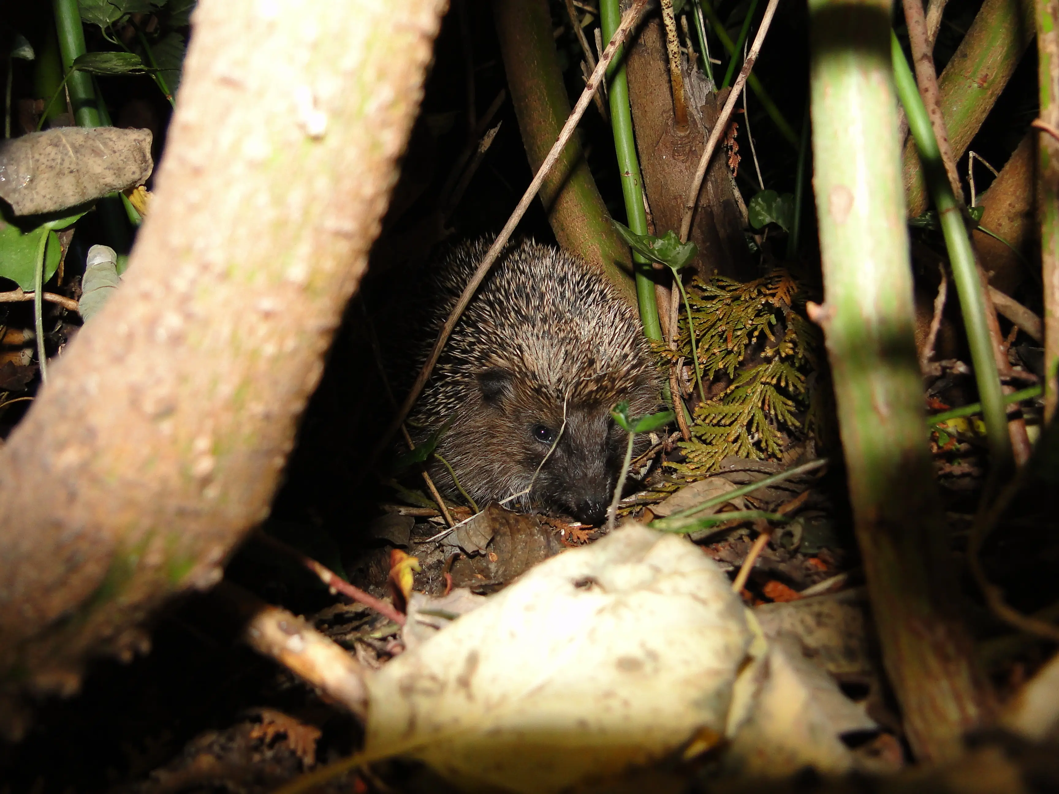 Igel im Herbst im Unterholz auf Futtersuche.