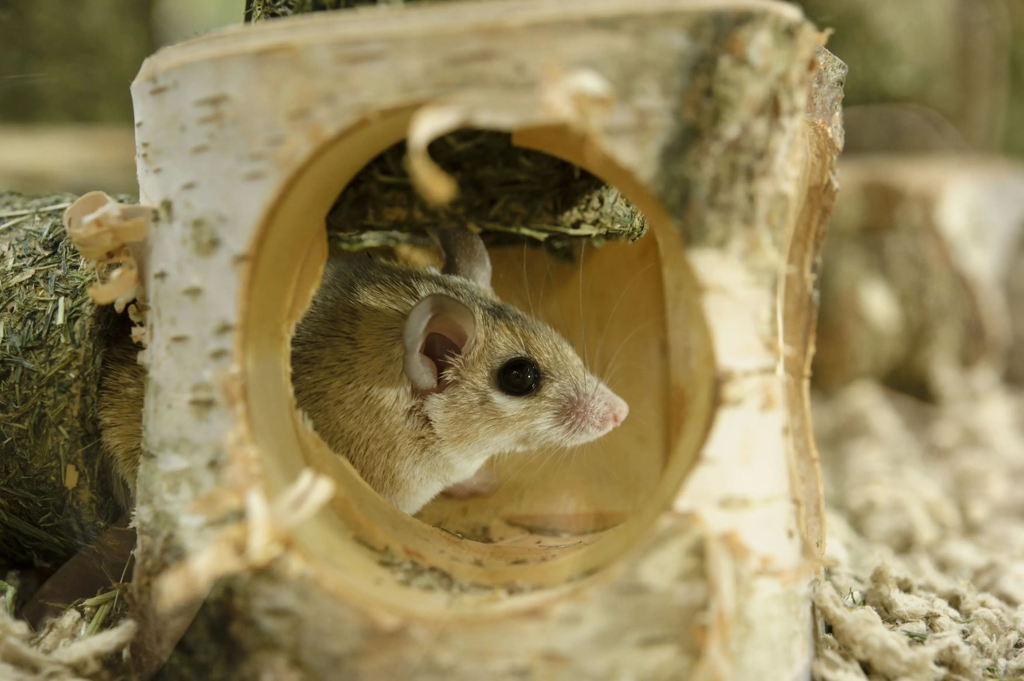 Maus im Gehege