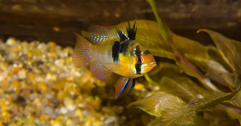 Webinar über Fischgesundheit