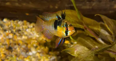 Webinar über Fischgesundheit