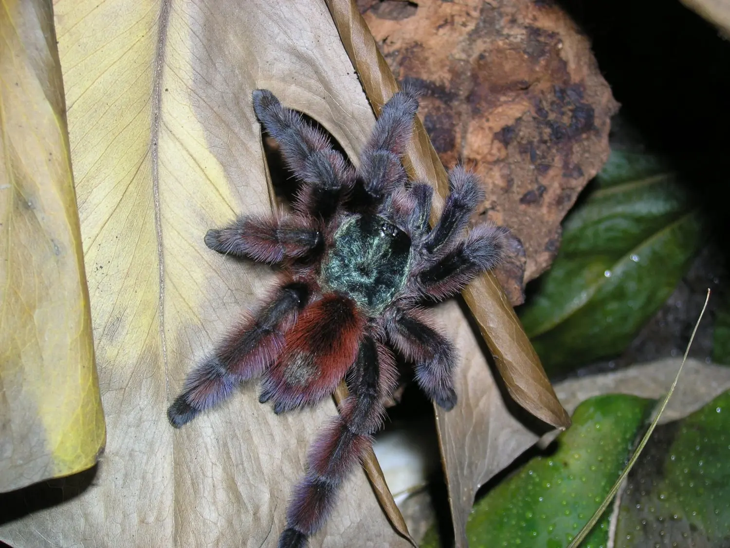 Vogelspinne Avicularia versicolor