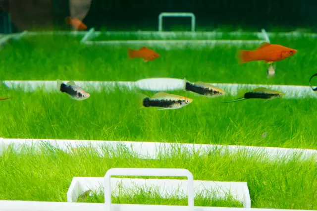 Aquarium als Fußballfeld