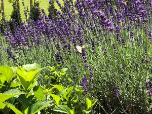 Gärten als Lebensräume gestalten