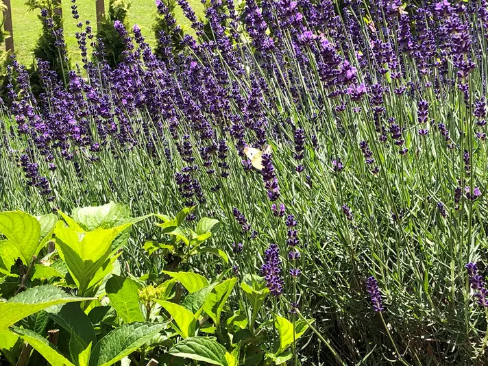 Gärten als Lebensräume gestalten