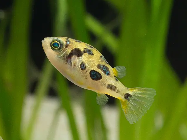 Lepard-Kugelfisch