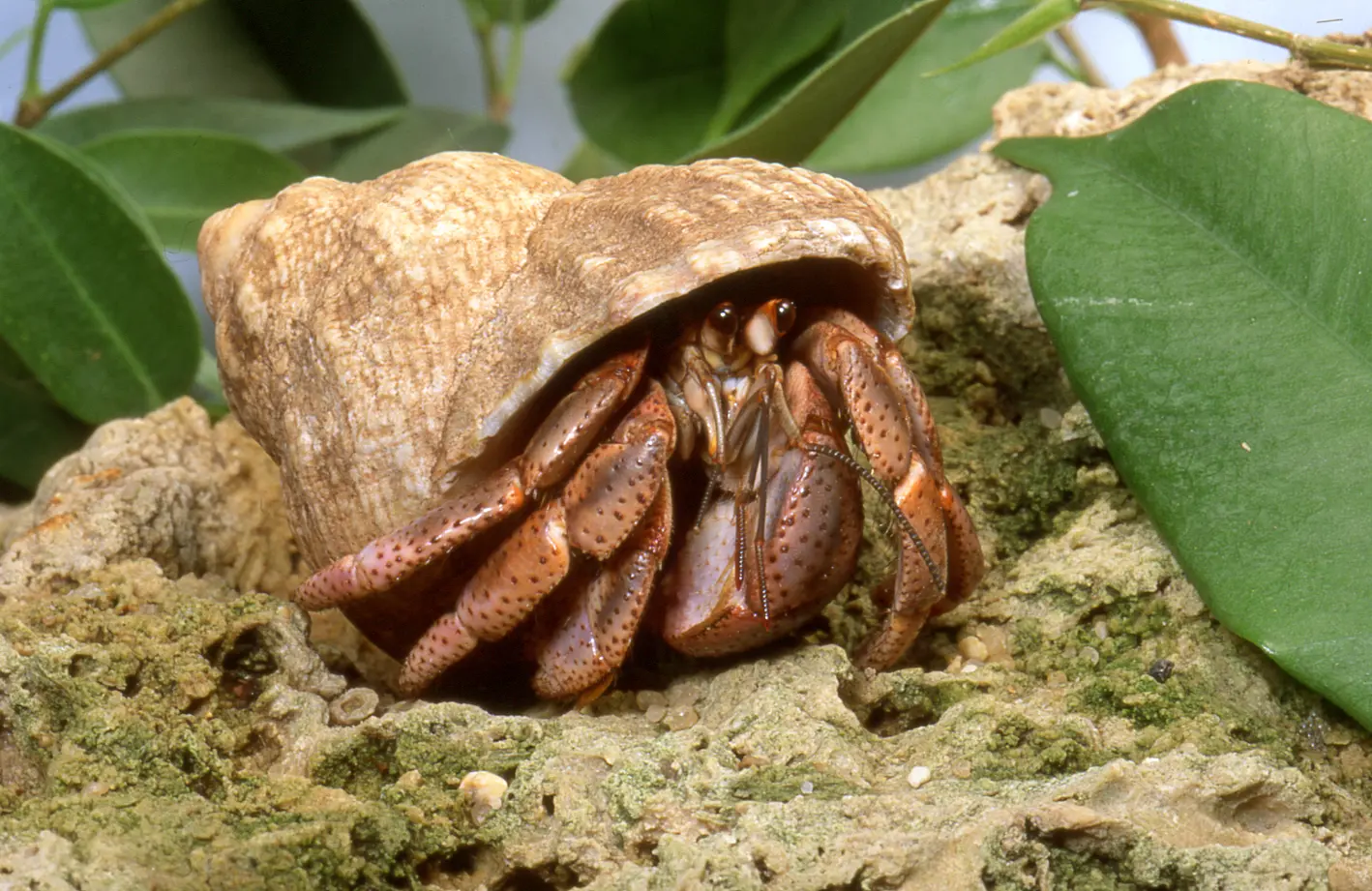 Landeinsiedlerkrebs im Terrarium