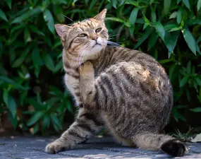 Flohstiche können Katzen krank machen