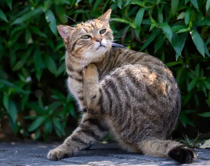 Flohstiche können Katzen krank machen