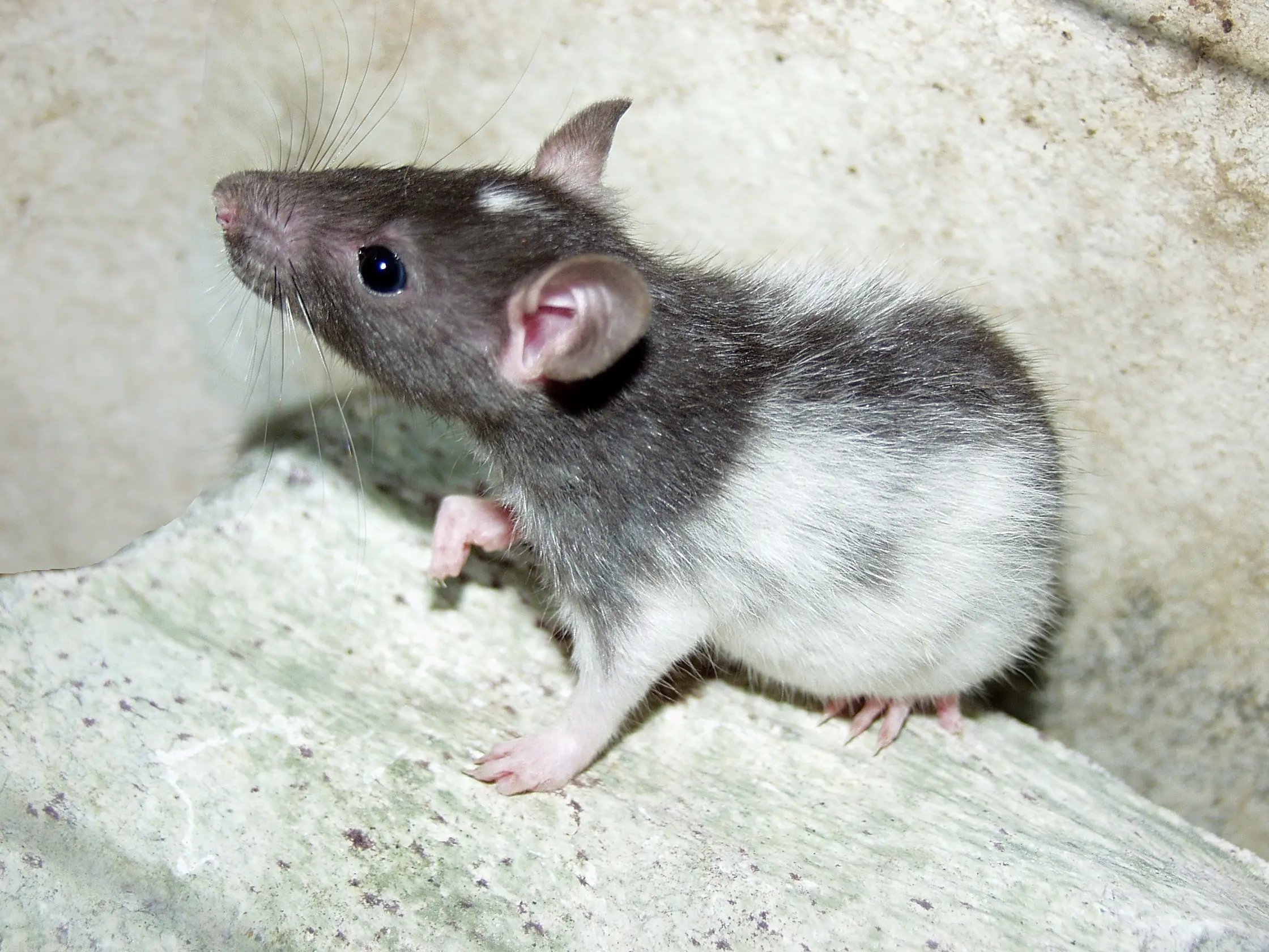 Kleinsäuger Farbratte, www.my-pet.org