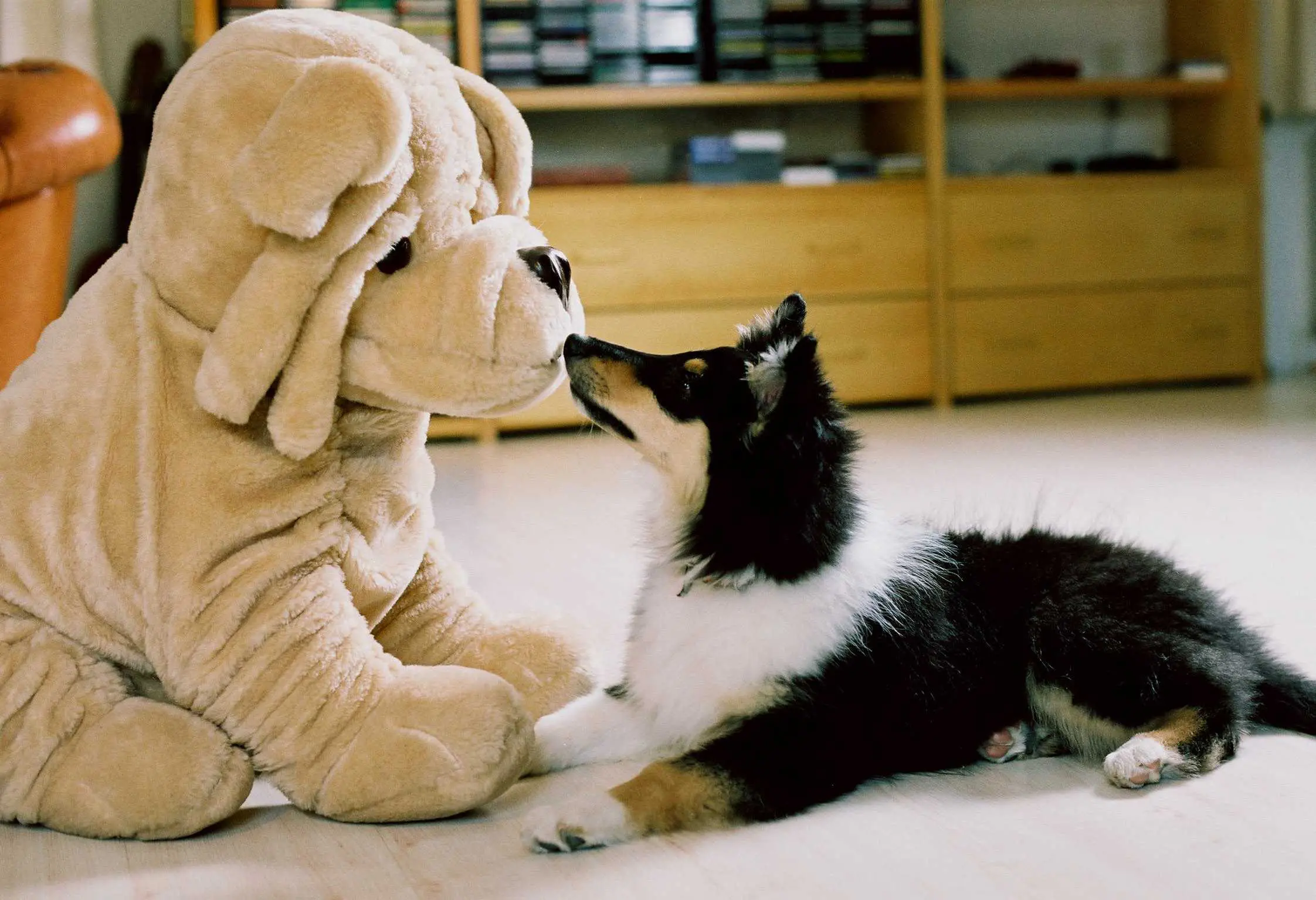 Hund mit Kuscheltier