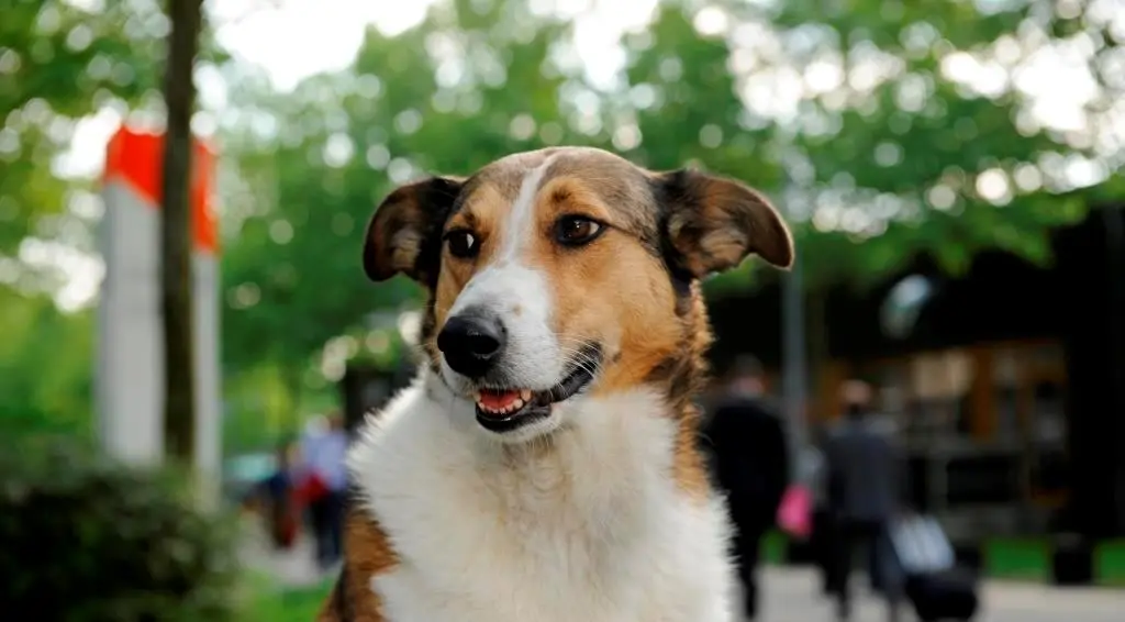 Hund in der Stadt, my-pet