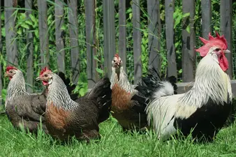 Zulassung für Vogelgrippe-Impfstoffe