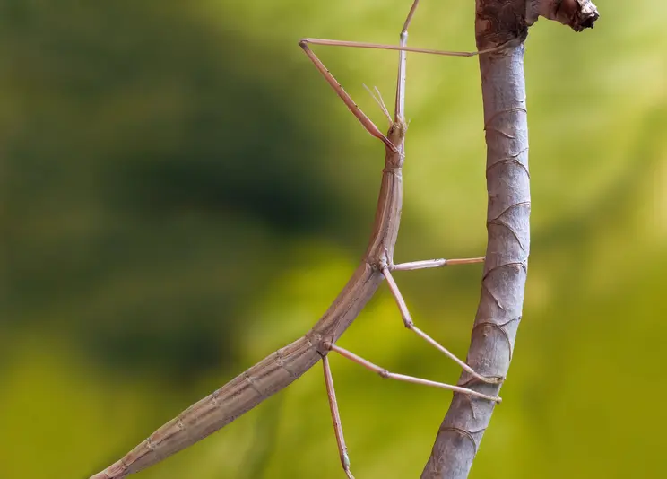Von Gespenstern und Blättern
