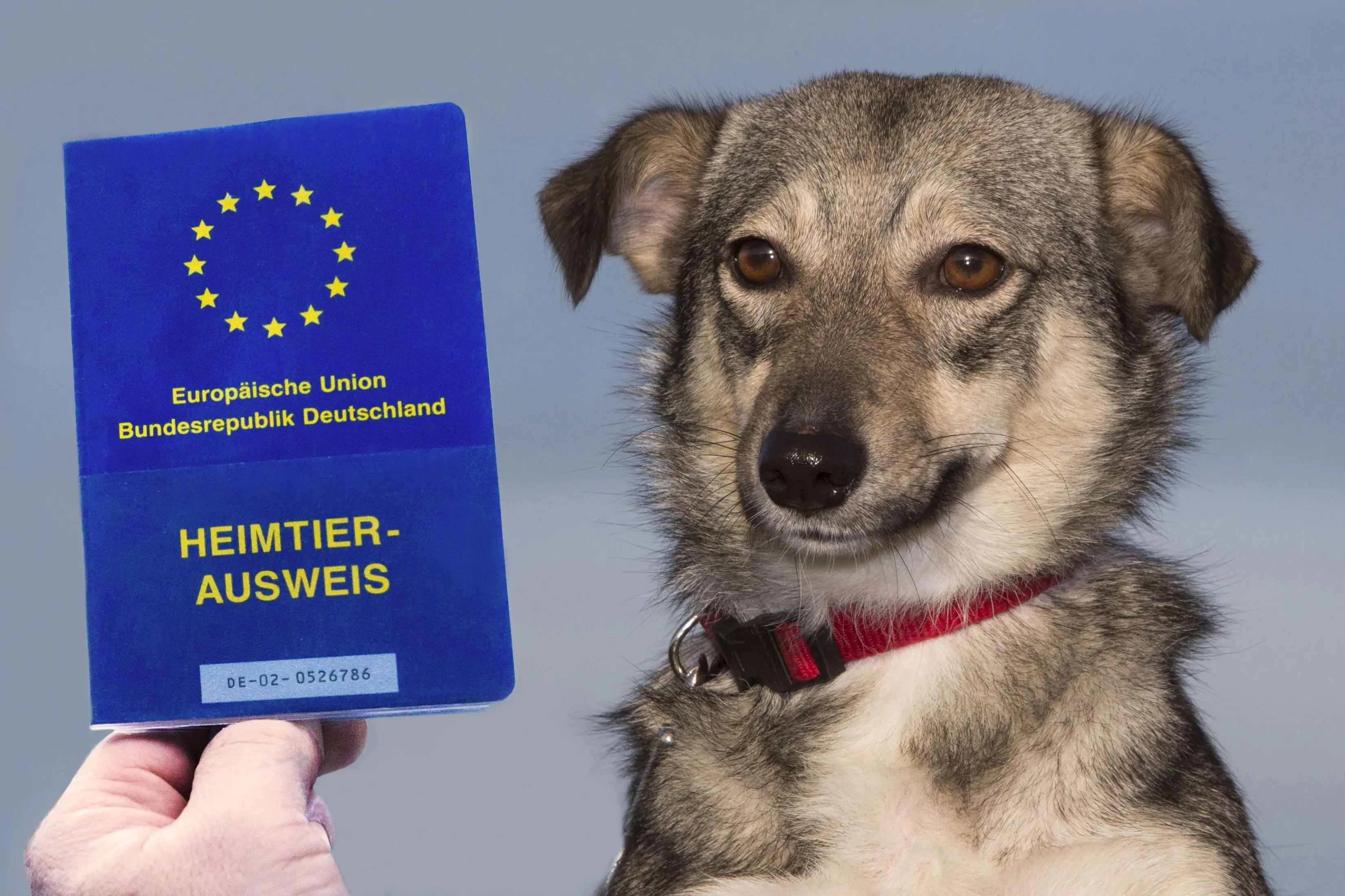 Hund und Heimtierpass