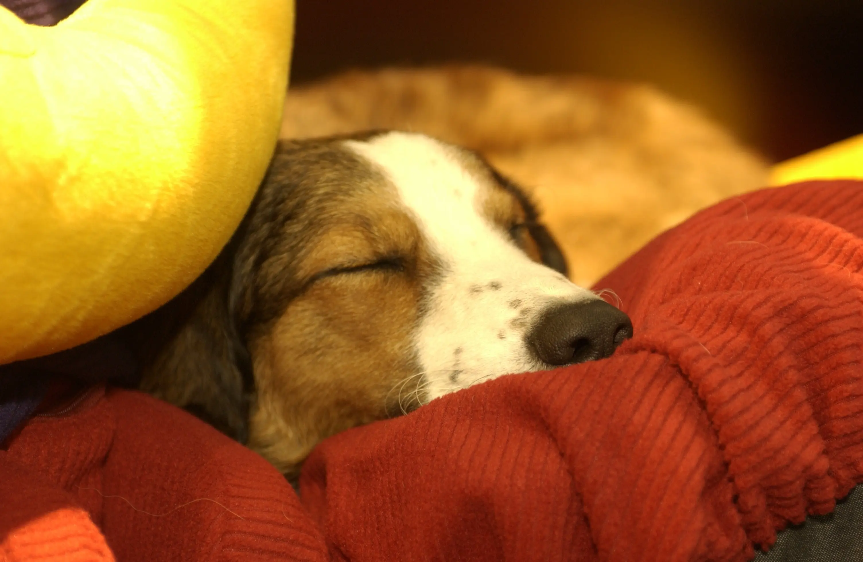 Hund schläft