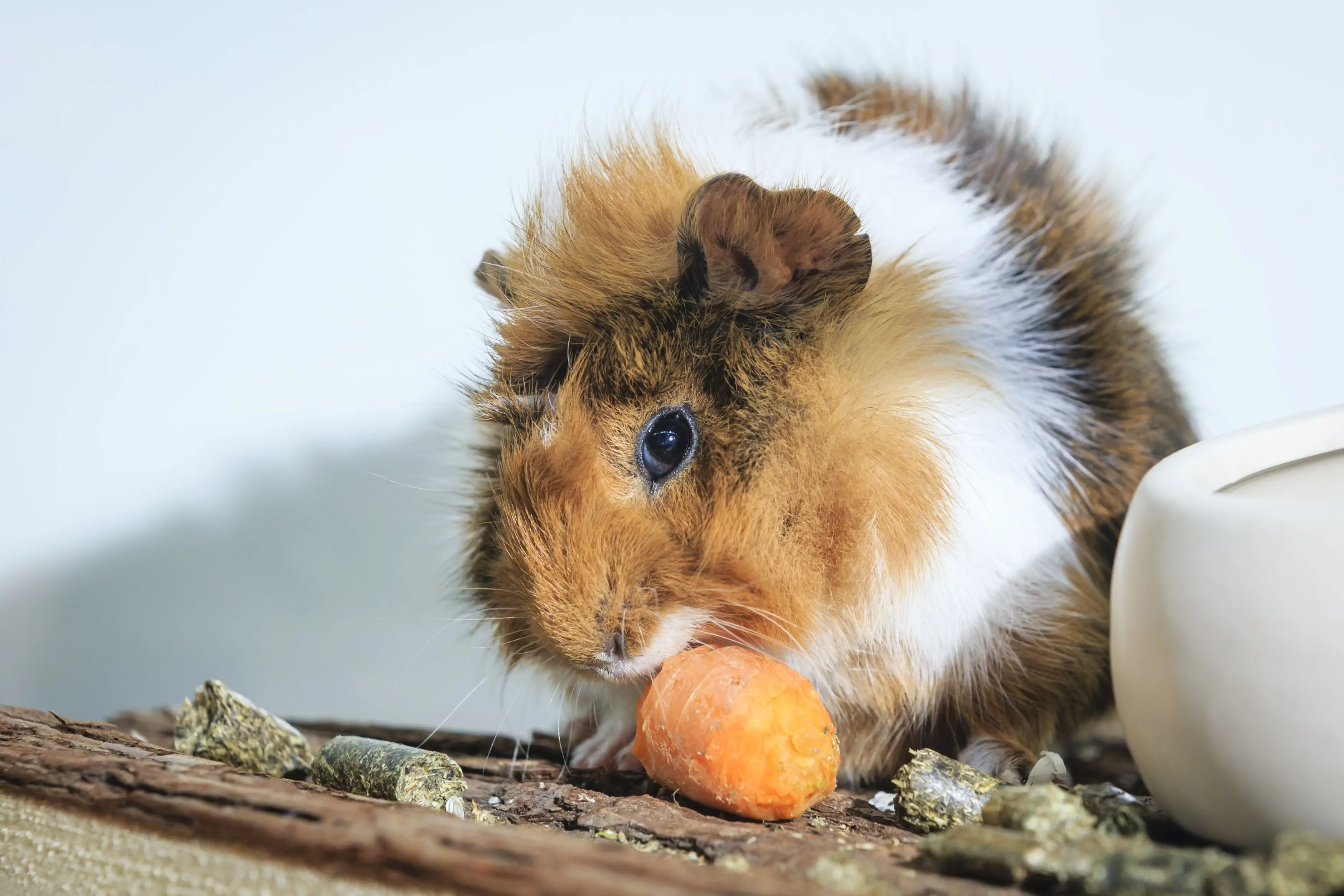 Meerschweinchen knabbert an einer Karotte