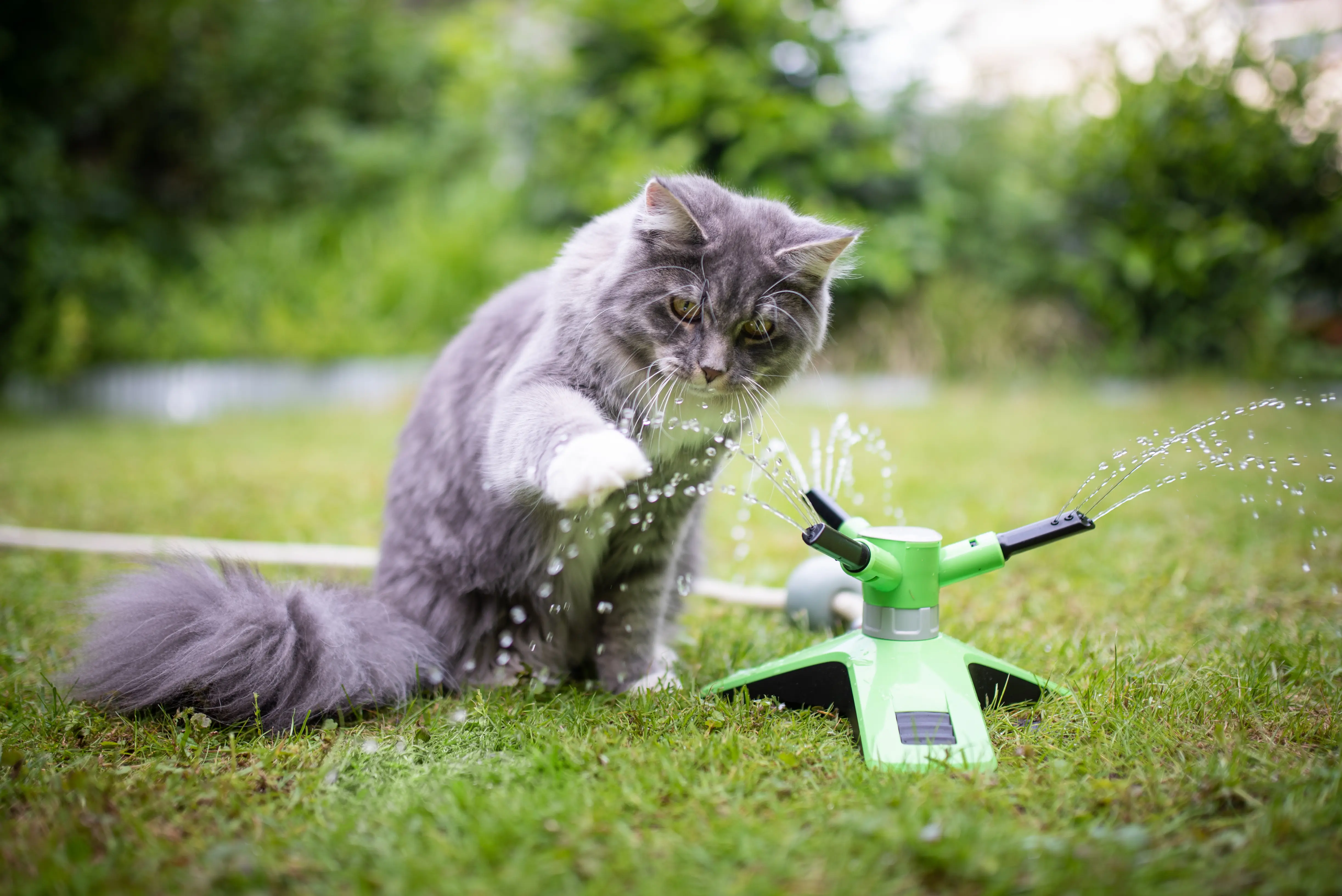 Tipps für trinkfaule Katzen