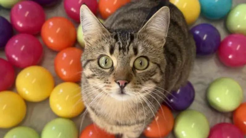 Pet-Competence-Club feiert Fünfjähriges