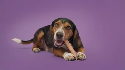 „Happy Dog“ erneut ausgezeichnet