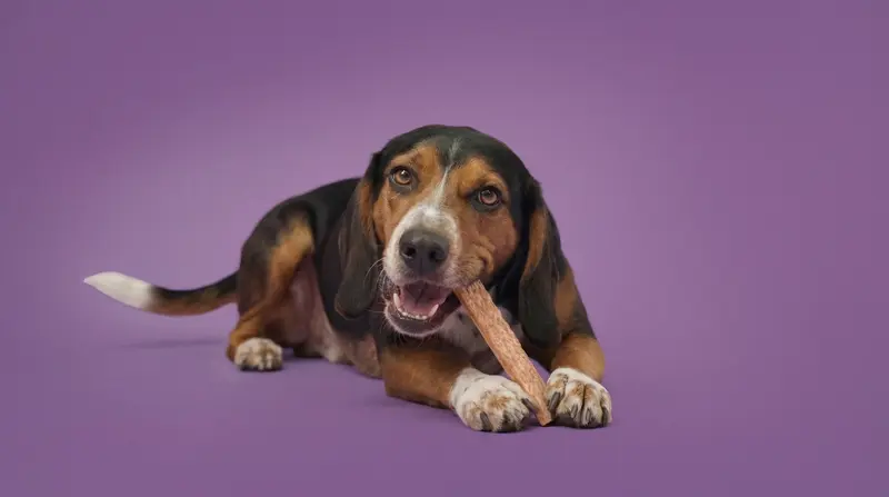„Happy Dog“ erneut ausgezeichnet