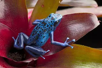 Pfeilgiftfrosch wird Heimtier des Jahres 2026